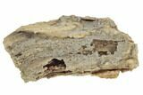 Agatized Fossil Coral Geode - Florida #188160-1